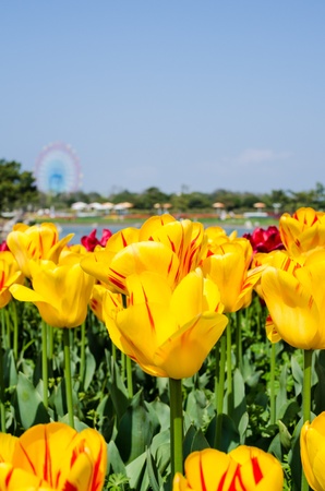 tulipの写真素材