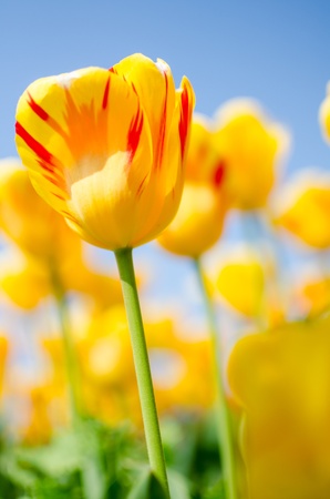 tulipの写真素材