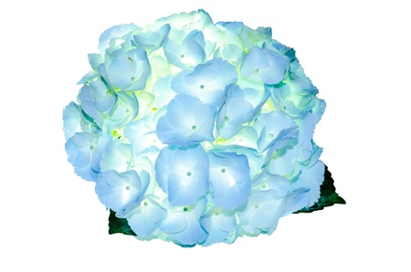 Hydrangeaの写真素材