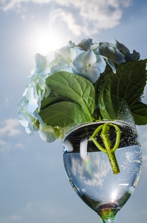 Hydrangeaの写真素材