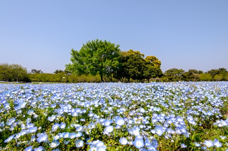 Nemophilaの写真素材