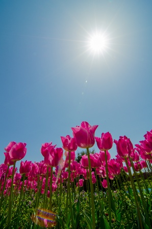 tulip field and blue sky の写真素材