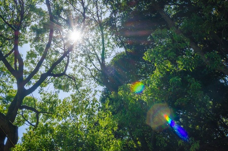 Fresh greenの写真素材