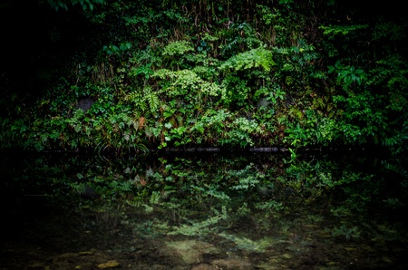Riverside fresh green の写真素材