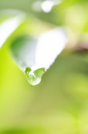Fresh green and waterdrop の写真素材