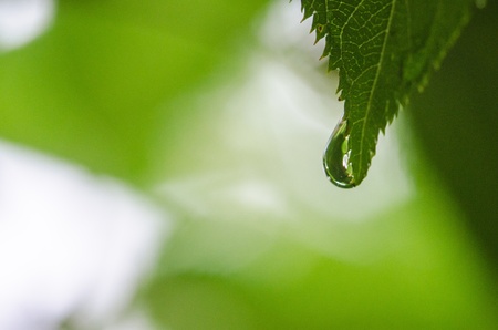Fresh green and waterdrop の写真素材
