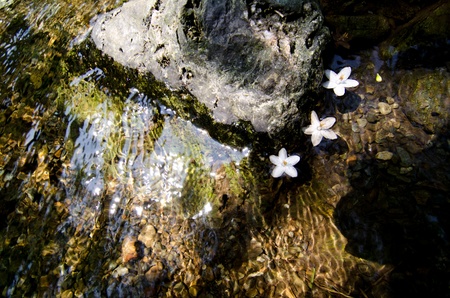 flowing petal の写真素材