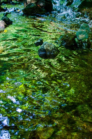 river to which fresh green is reflectedの写真素材