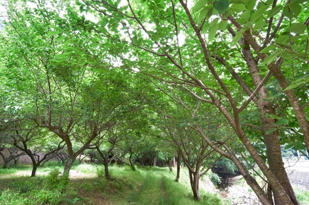 Fresh greenの写真素材