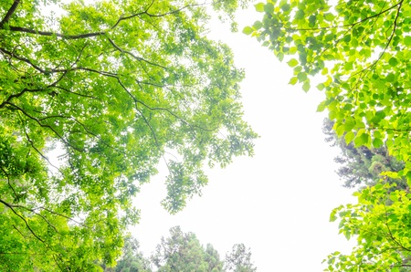 Fresh greenの写真素材