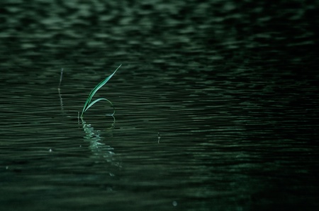 plant of the water surfaceの写真素材