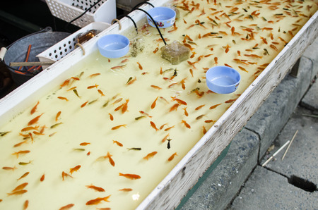 Goldfish scoopingの写真素材