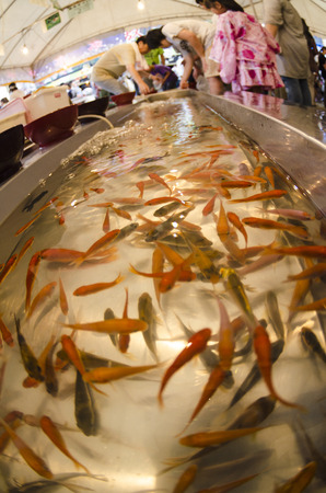 Goldfish scoopingのeditorial素材