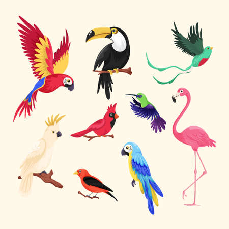Collection of tropical birdsのイラスト素材