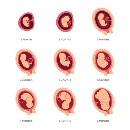 Fetal development illustrationのイラスト素材