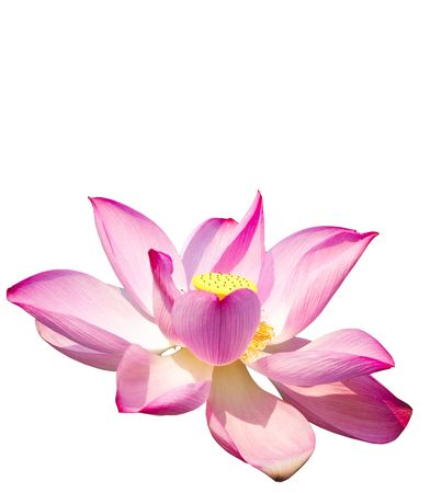Lotus isolated on white backgroundの写真素材
