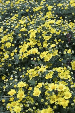 A flower of a unknow plant in a garden .の写真素材