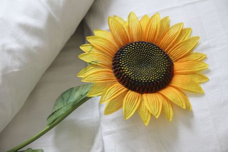 the plastic sunflower on a bed in the morning.の写真素材