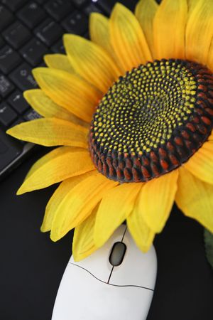 the  plastic sunflower on the laptop background.の写真素材
