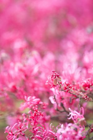 the beautiful flower in spring.の写真素材