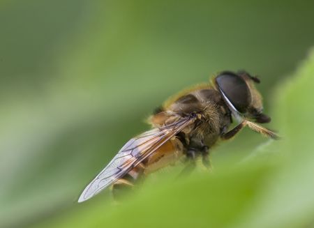 the bee fall on a leaf.の写真素材