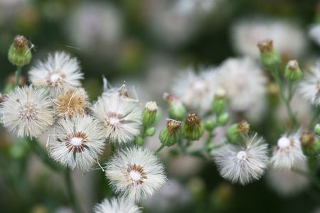 the  flower   of the garden.の写真素材