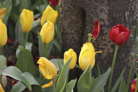 the tulip in a garden.の写真素材