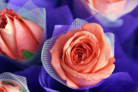 the rose in a garden.の写真素材