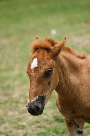 the horse in the farm.の写真素材