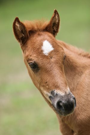 the horse in the farm.の写真素材