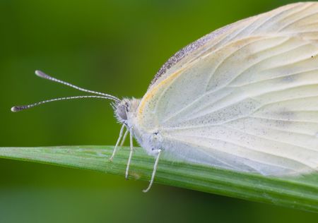 The butterfly fall a plant .shoot it in a garden .