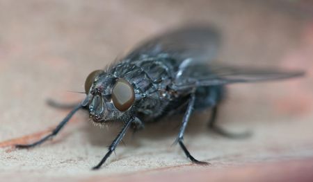 the close-up shot of a fly.の写真素材