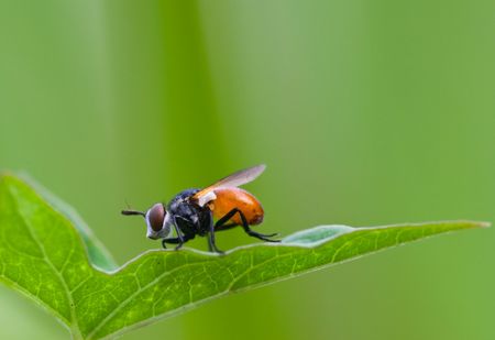 bug fall a plant .
shoot it in a garden .の写真素材