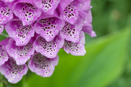 the flower in the garden.