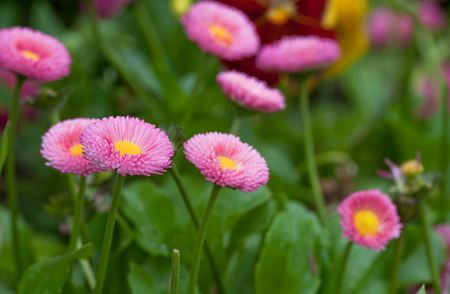 the daisy in the garden.の写真素材