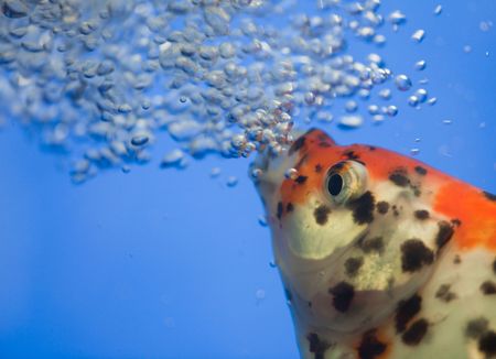 the fish with air bubbles.