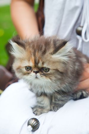 the kitten of  the hold.の写真素材