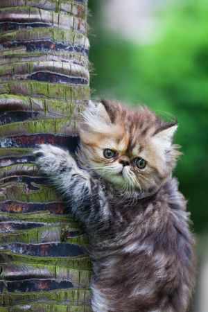 the kitten play at the outdoor.の写真素材