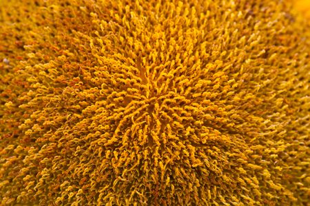 the sunflower with blue sky.の写真素材