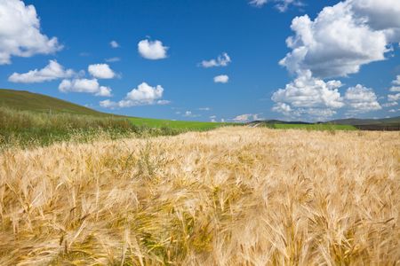 Wheaten field and the blue sky の写真素材