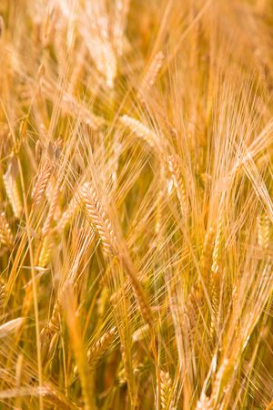 the Wheaten field  of the meadow.の写真素材