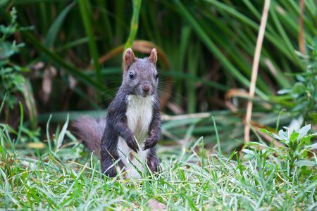 the squirrel outdoor of a park.の写真素材