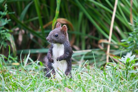 the squirrel outdoor of a park.の写真素材