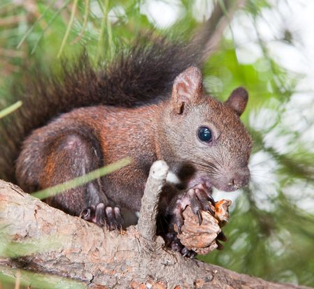 the squirrel outdoor of a park.の写真素材