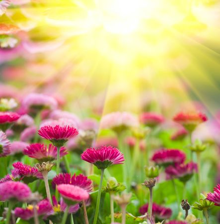 the daisy in the garden.の写真素材