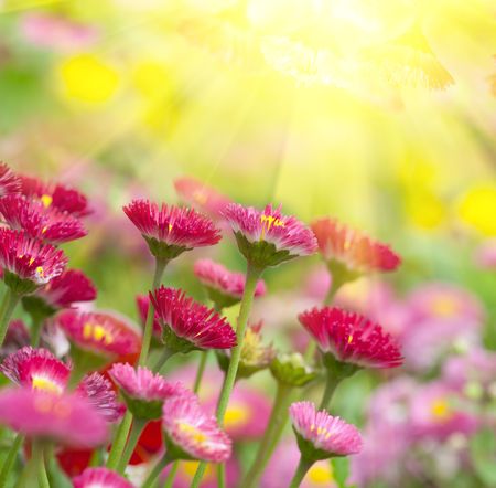 the daisy in the garden.の写真素材