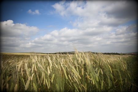 Wheaten field and the blue sky 