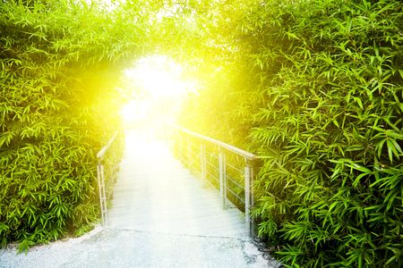 the alley of a garden outdoor.の写真素材