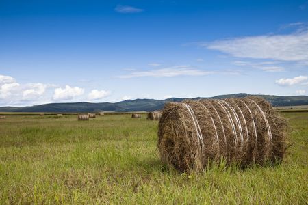 the scene of the meadow Inner Mongolia .の写真素材