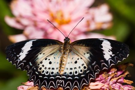 the butterfly fall on the flower in a garden outdoor.の写真素材